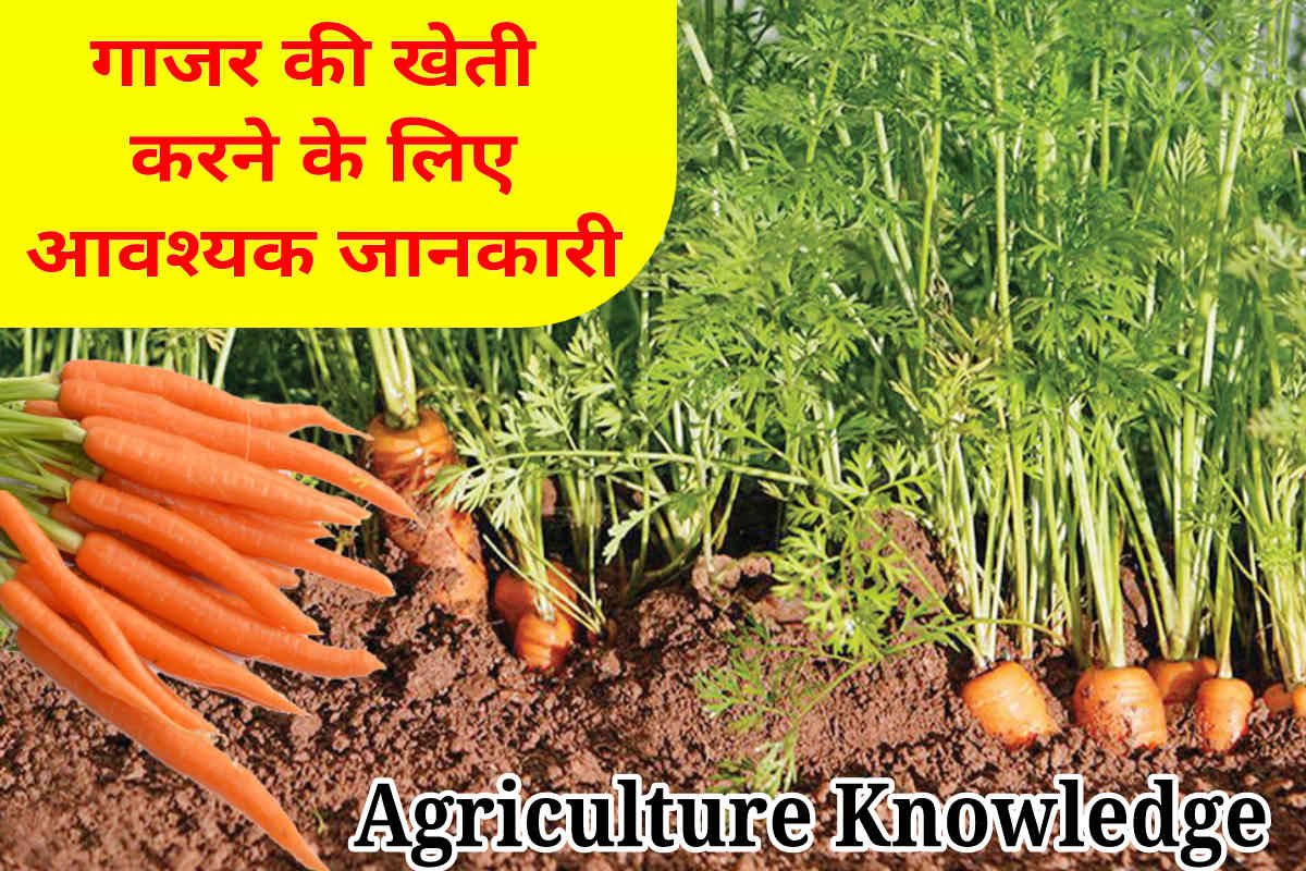 Gajar ki kheti kaise karen, गाजर के खेती के बारे में विशेष जानकारी